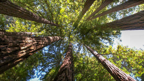 The Steps Involved in Our Tree Care Process in Fife Heights, WA